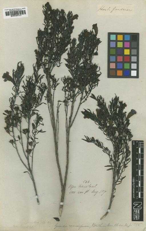 Gerardia ramosissima (Benth.) - BM000953423