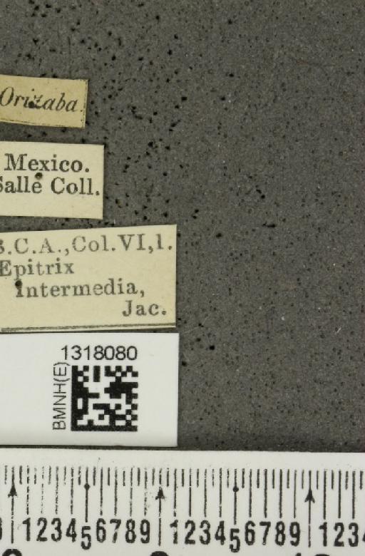 Epitrix intermedia Jacoby, 1885 - BMNHE_1318080_label_24672