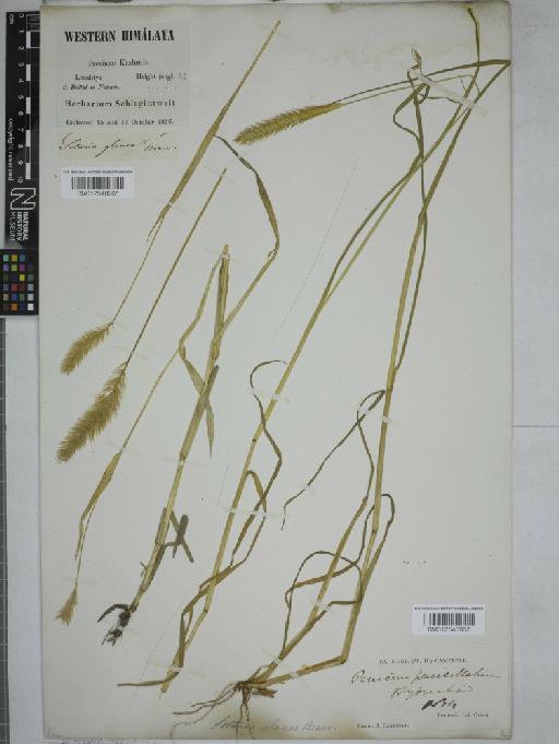 Setaria glauca (L.) P.Beauv. - 012548961