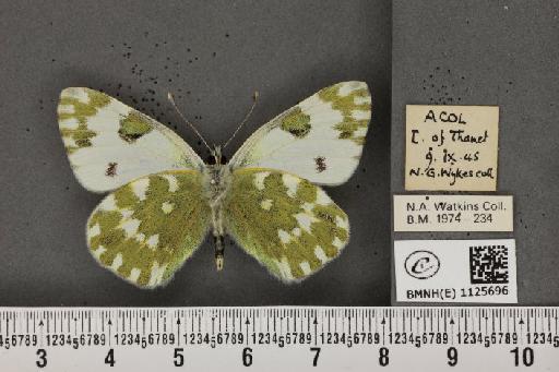 Pontia daplidice (Linnaeus, 1758) - BMNHE_1125696_80301