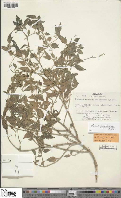 Capsicum frutescens L. - BM000775834