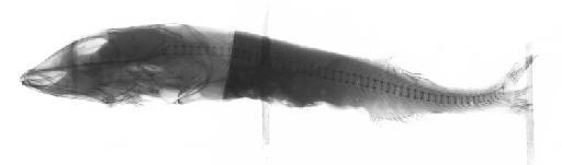 Alepocephalus australis Barnard, 1923 - BMNH 2023.12.13.2, Alepocephalus australis, radiograph