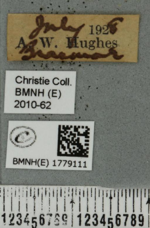 Colostygia pectinataria (Knoch, 1781) - BMNHE_1779111_label_354556