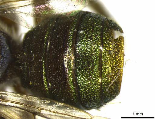 Ceratina (Calloceratina) rufipes Smith, F., 1879 - 969505 Ceratina rufipes type metasoma