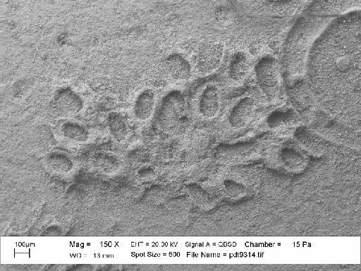 Iyarispora chiass Martha et al., 2019 - PI BZ 7950 - Iyarispora chiass