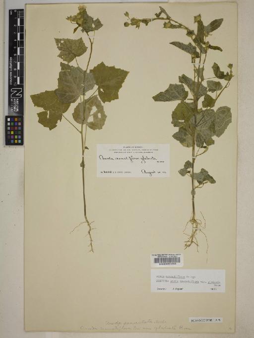 Anoda crenatiflora - BM000603889