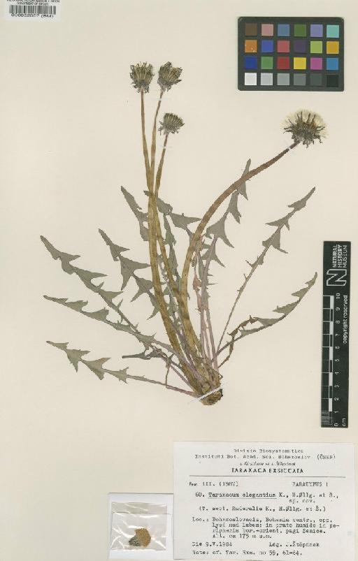 Taraxacum elegantius K., H.Ollg. & S. - BM000052367