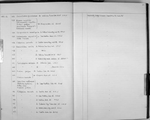 Cleidochasma porcellanum (Busk) - Zoology Accessions Register: Bryozoa: 1971 - 1986: page 42