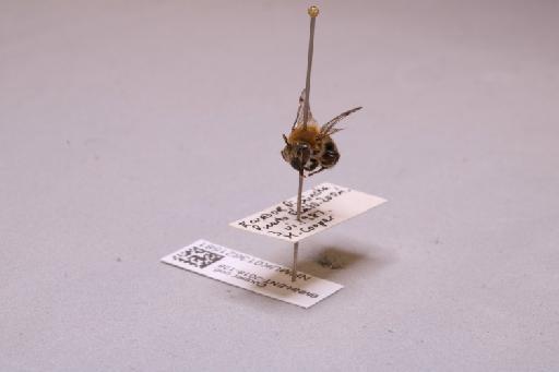 Colletes Latreille, 1802 - 013621581_additional_3