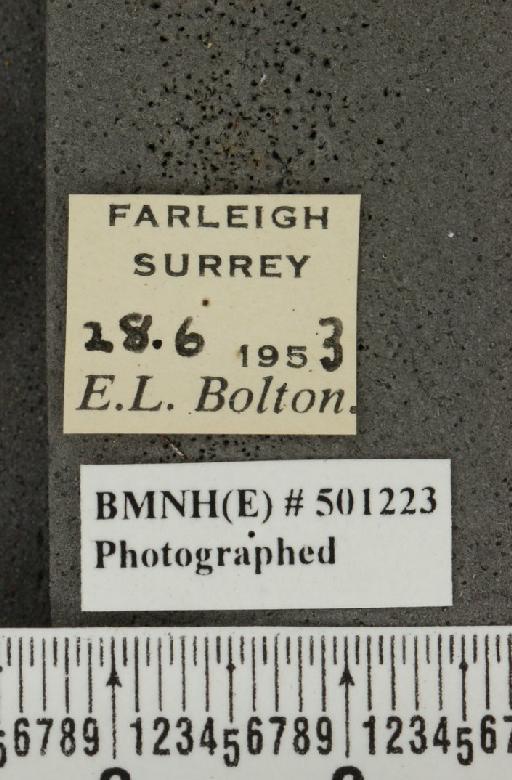 Plebejus argus argus ab. obsoleta Tutt, 1909 - BMNHE_501223_label_153710