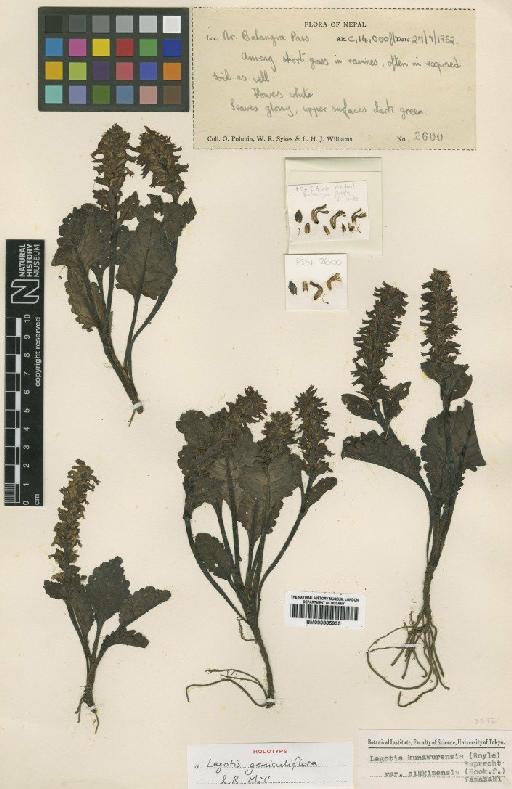 Lagotis geniculiflora Mill - BM000885935