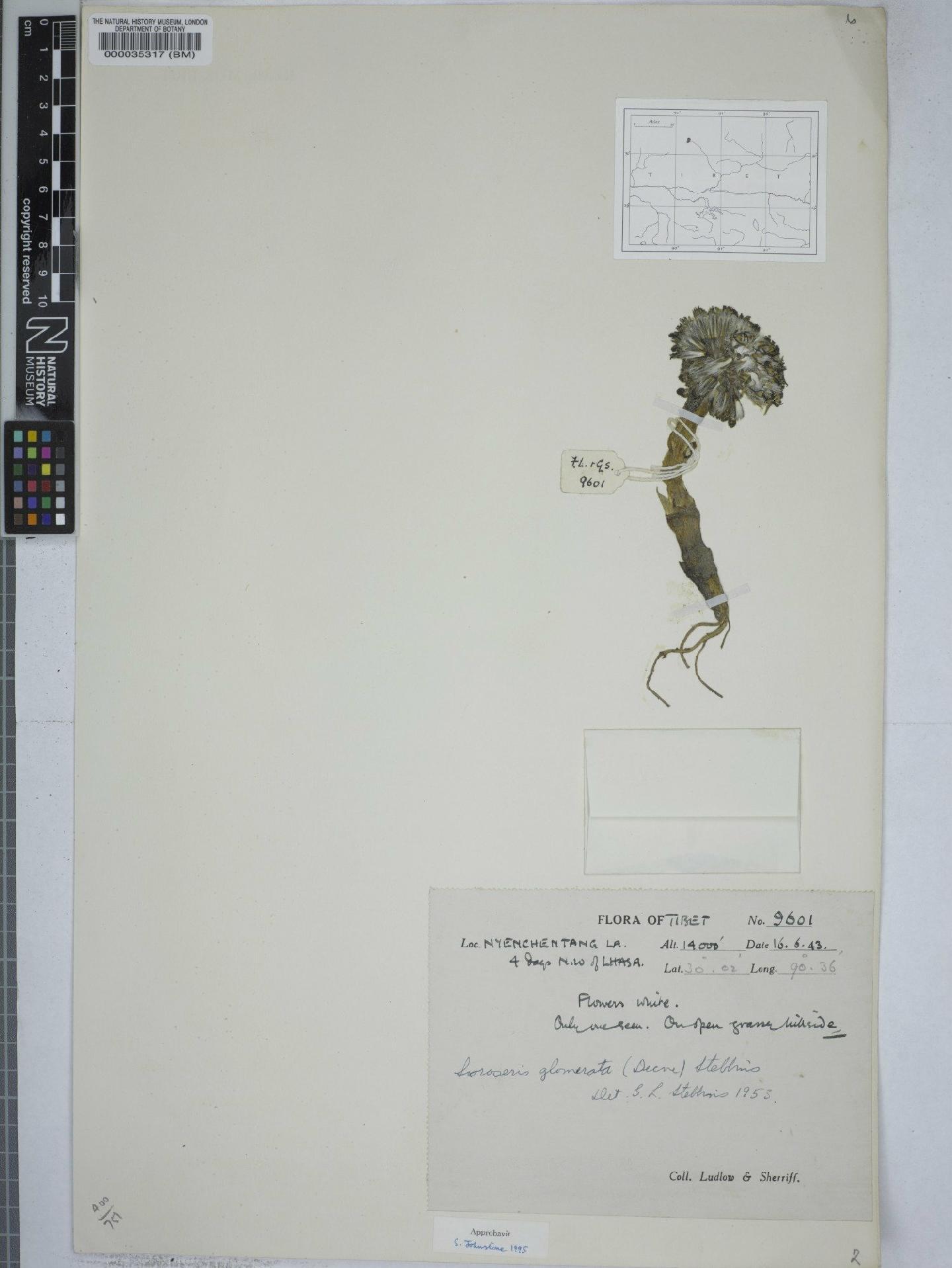 To NHMUK collection (Soroseris glomerata (Decne.) Stebbins; NHMUK:ecatalogue:9148935)