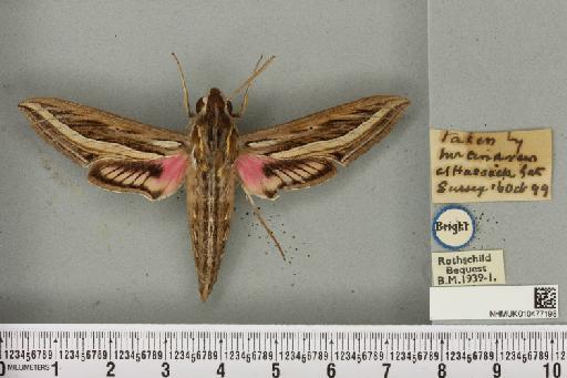 Hippotion celerio (Linnaeus, 1758) - NHMUK_010477198_534801