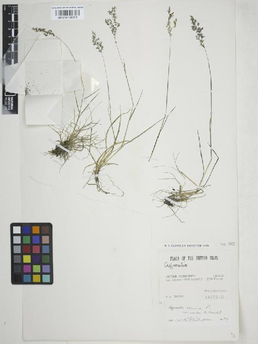 Agrostis vinealis Schreb. - 015148078_cap