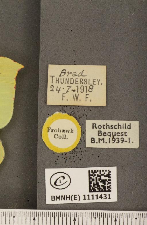 Gonepteryx rhamni rhamni ab. hoefnageli Bryk, 1922 - BMNHE_1111431_label_64595