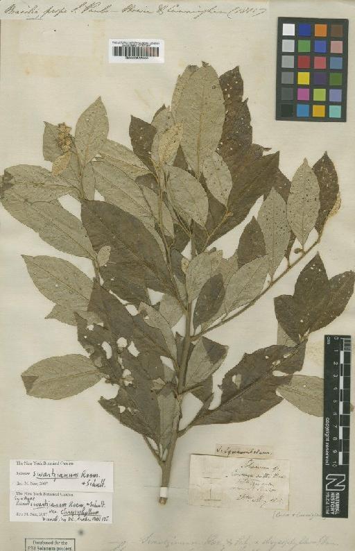 Solanum swartzianum Roem. & Schult. - BM000935000