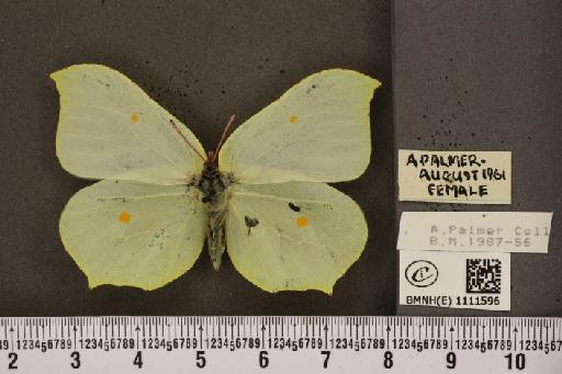 Gonepteryx rhamni rhamni Linnaeus, 1758 - BMNHE_1111596_64788