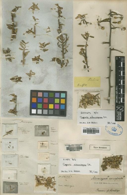 Capparis atamisquea DC. - BM000629653