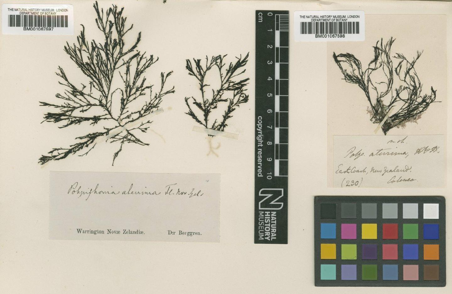 To NHMUK collection (Polysiphonia aterrima Hook.f. & Harv.; NHMUK:ecatalogue:2303025)