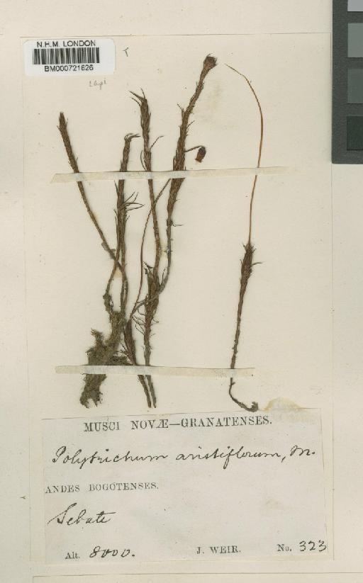 Polytrichum juniperinum Hedw. - BM000721626