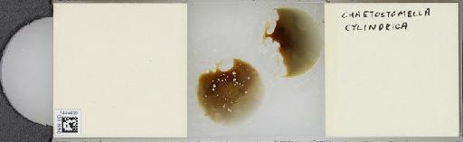 Chaetostomella cylindrica (Robineau-Desvoidy, 1830) - BMNHE_1444439_57448
