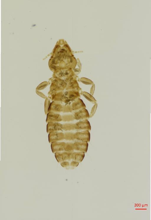 Pectinopygus kosswigi Timmermann, 1964 - 010683965__2017_08_09-Scene-1-ScanRegion0