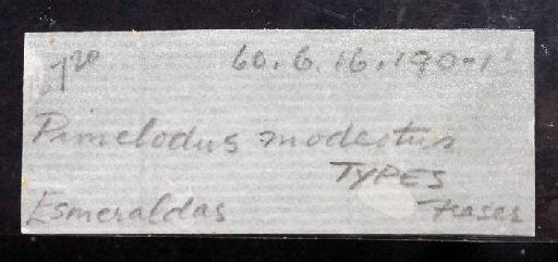 Pimelodus modestus Günther, 1860 - 1860.6.16.190-1; Pimelodus modestus; image of jar label; ACSI project image