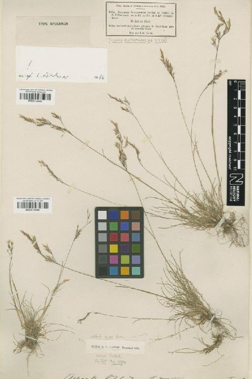Agrostis schleicheri Jord. & Verl. - BM001134098