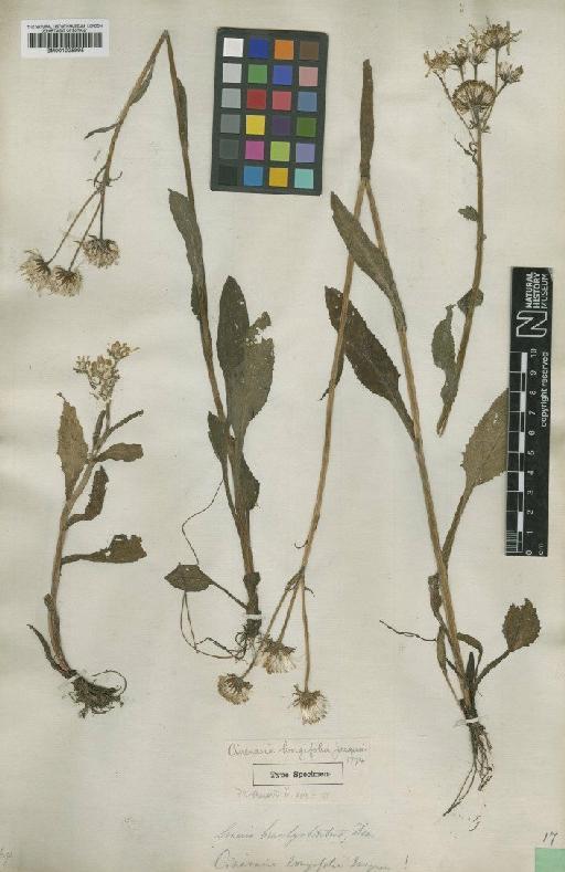 Senecio ovirensis subsp. ovirensis DC. - BM001025995