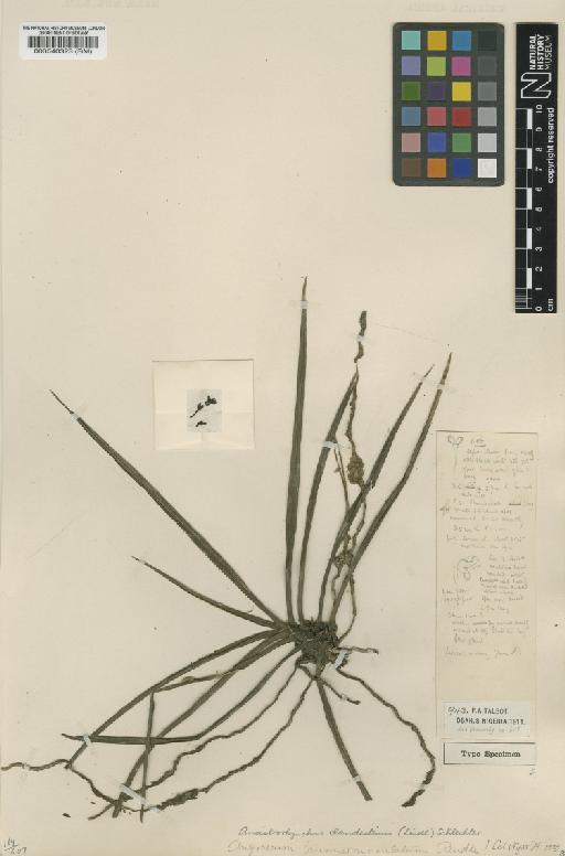 Ancistrorhynchus clandestinus (Lindl.) Schltr. - BM000540323