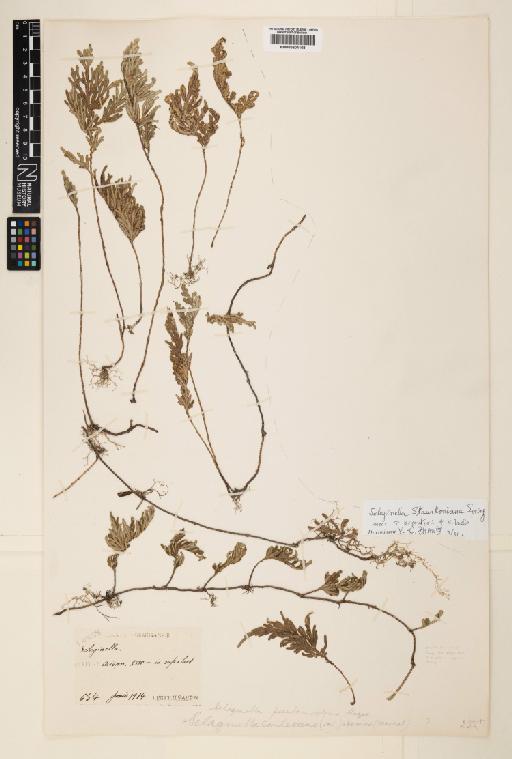 Selaginella stauntoniana Spring - 000804168