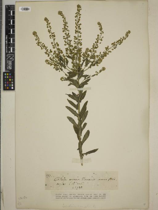 Lepidium campestre (L.) R.Br. - BM010774772