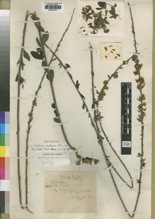 Crotalaria lundensis Torre - BM000843322