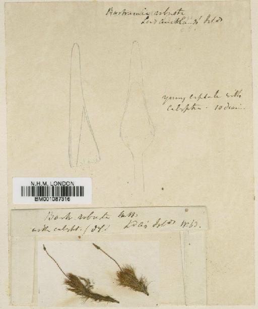 Breutelia robusta (Hook.f. & Wilson) A.Jaeger - BM001087316