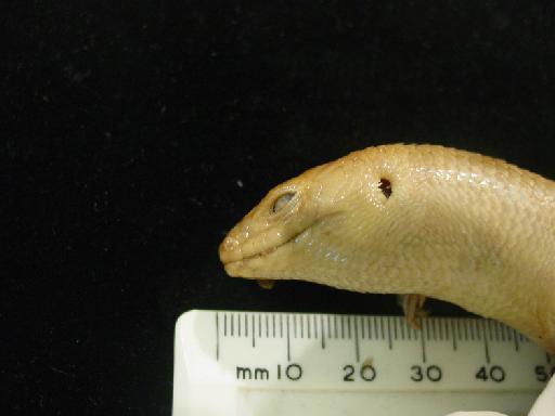 Eugongylus rufescens (Shaw, 1802) - Eugongylus rufescens type M.macrura 1946.8.13.73 014.JPG