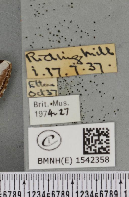Pheosia gnoma (Fabricius, 1777) - BMNHE_1542358_label_246082