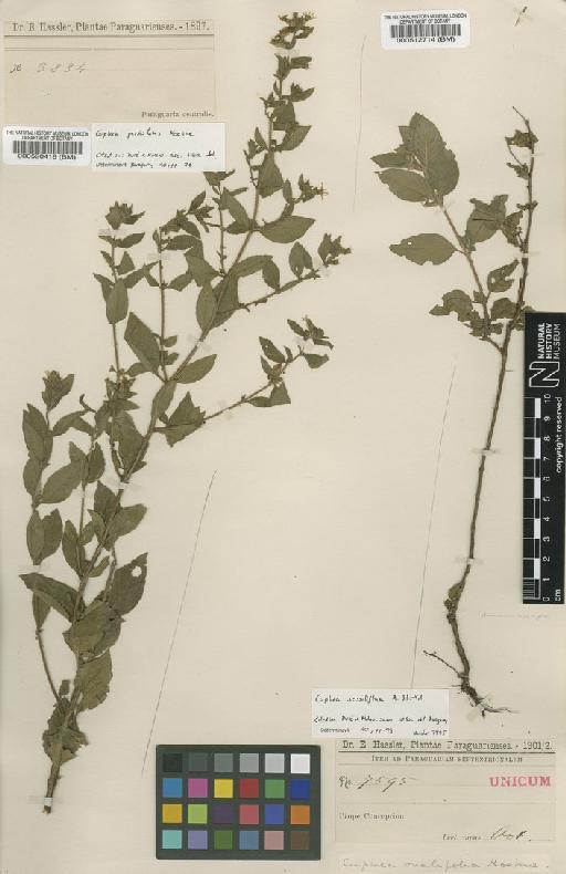 Cuphea ovalifolia (Chodat) Koehne - BM000590418