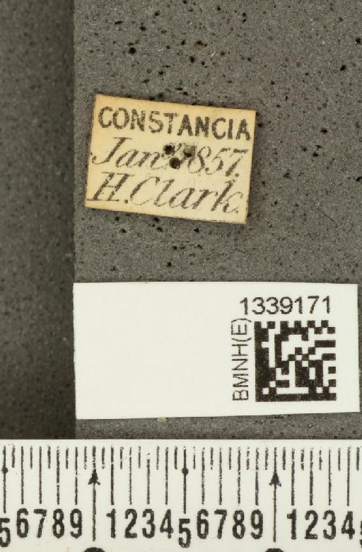 Isotes brasiliensis (Jacoby, 1888) - BMNHE_1339171_label_22547