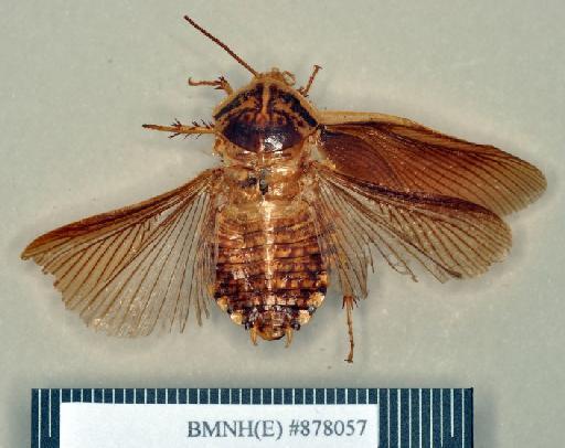 Culama pilosa Walker, 1868 - Culama pilosa Walker, F, 1868, male, holotype, dorsal. Photographer: Heidi Hopkins. BMNH(E)#878057