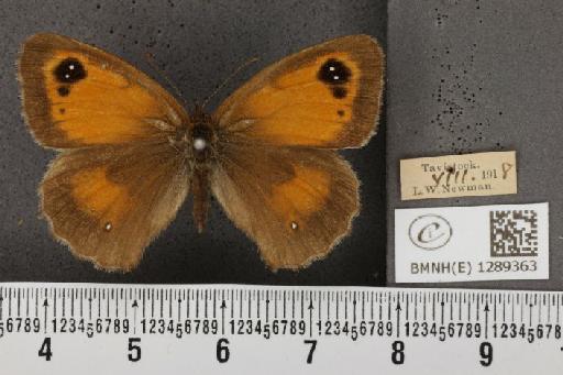 Pyronia tithonus britanniae (Verity, 1914) - BMNHE_1289363_125108