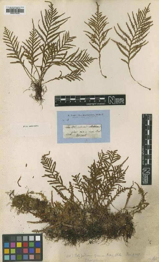 Ctenopteris heterophylla (Labill.) Tindale - BM001039900