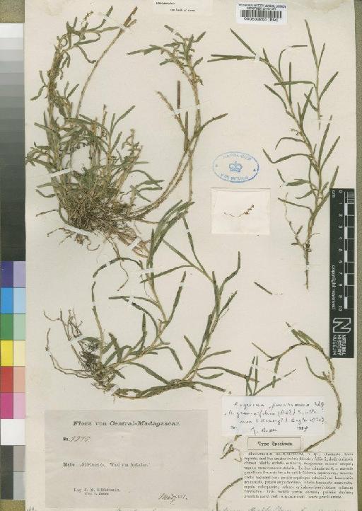 Angraecum pauciramosum Schltr. - BM000539205