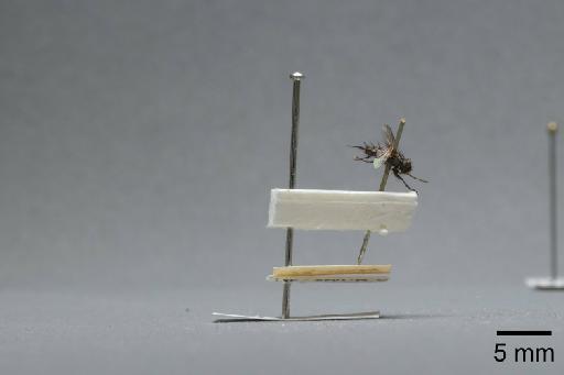 Sarcophaga (Myorhina) nigriventris Meigen, 1826 - 015092173_lateral