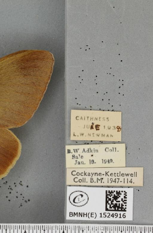 Lasiocampa quercus quercus ab. olivaceo-fasciata Cockerell, 1889 - BMNHE_1524916_label_193709