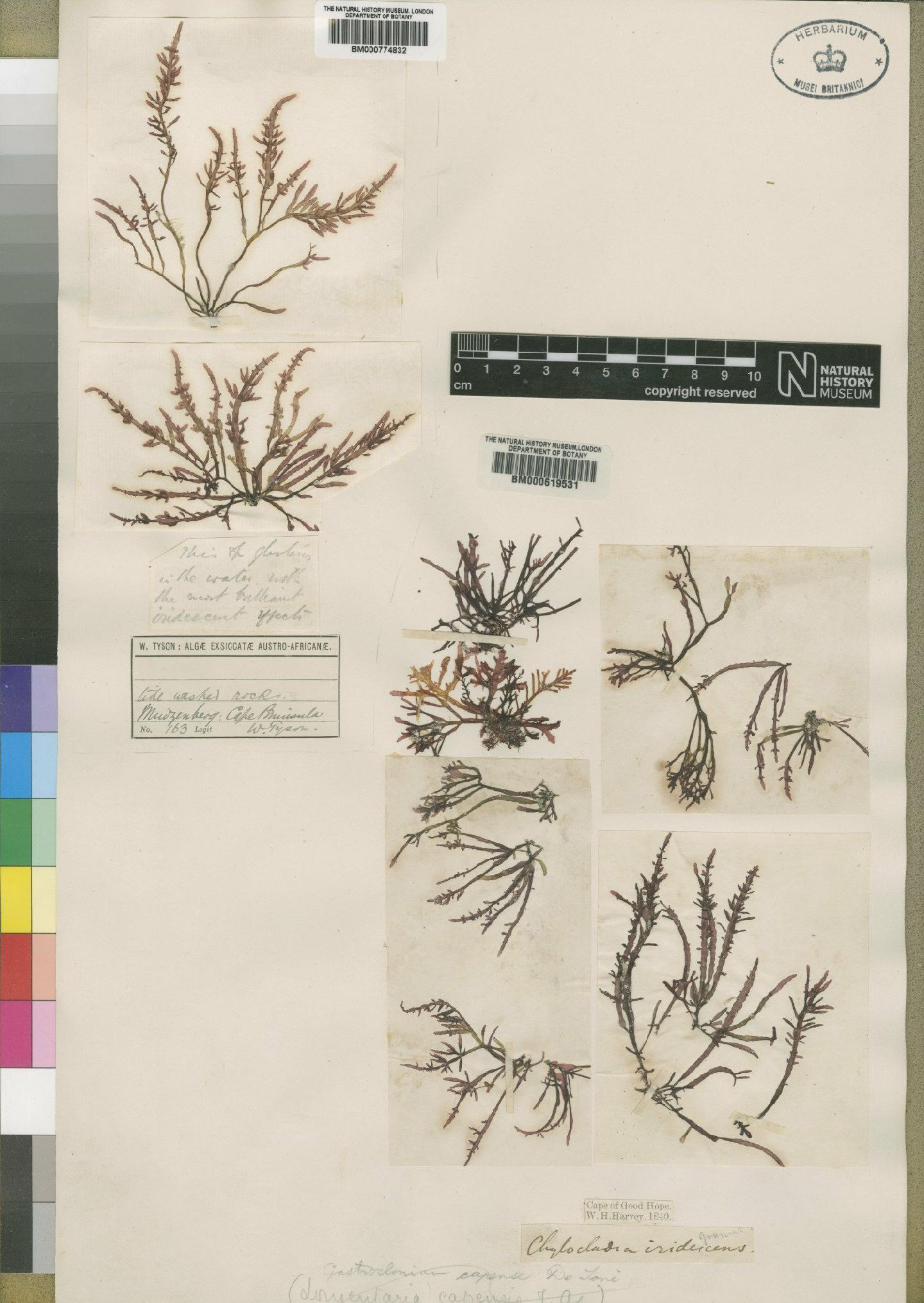 To NHMUK collection (Chylocladia capensis Harvey; TYPE; NHMUK:ecatalogue:4791245)