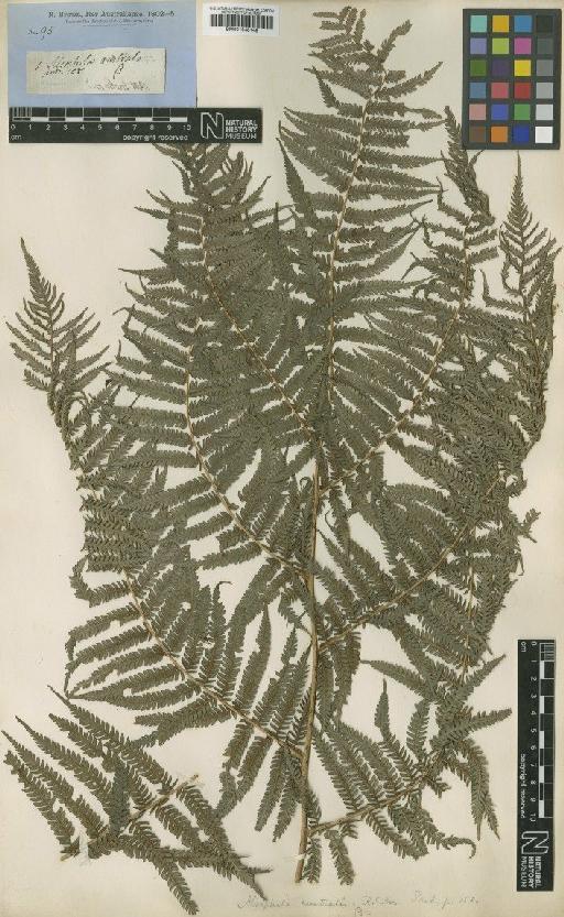 Cyathea australis (R.Br.) Domin - BM001048148