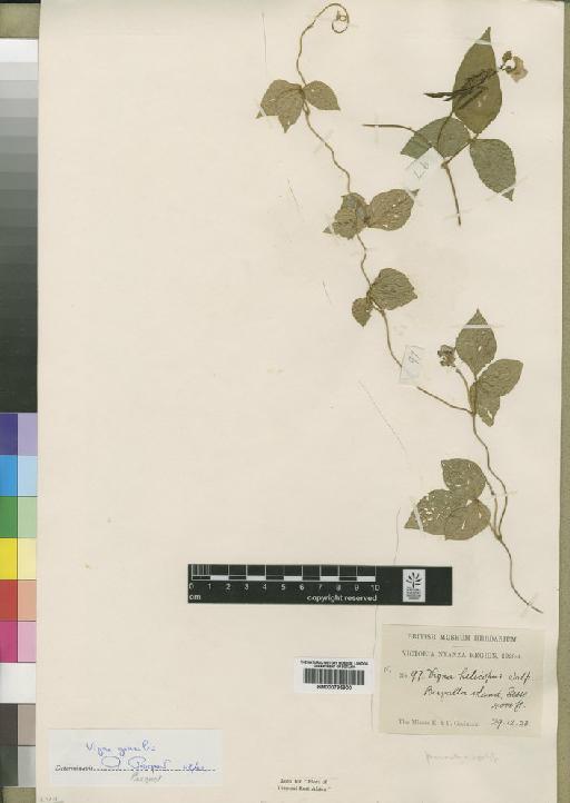 Vigna gracilis (Guill. & Perr.) Hook.f. - BM000795900