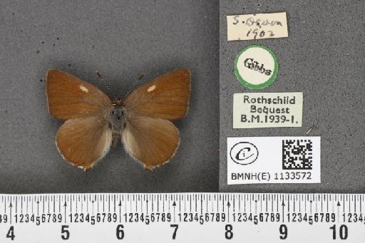 Callophrys rubi rubi (Linnaeus, 1758) - BMNHE_1133572_97641