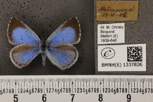 Celastrina argiolus britanna (Verity, 1919) - BMNHE_1337826_145499