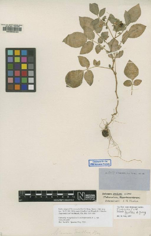 Solanum stoloniferum Schltdl. - BM000606184